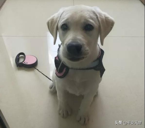 天津：拉布拉多犬被没收、遛狗不拴狗绳被罚款，静海警方向不文明行为开出罚单！