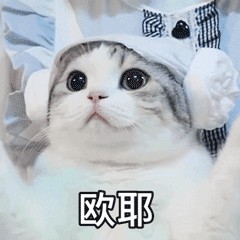 饲养攻略：猫咪两三个月大，应该怎么养？