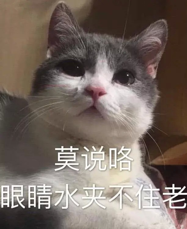 论当代养猫年轻人的消费观