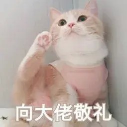 论当代养猫年轻人的消费观