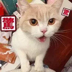 论当代养猫年轻人的消费观