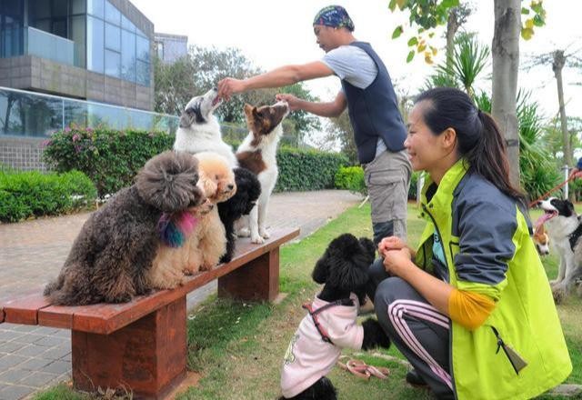 狗狗不慎丢失了！那些搞笑寻狗启事背后，透露出主人的无奈和心酸