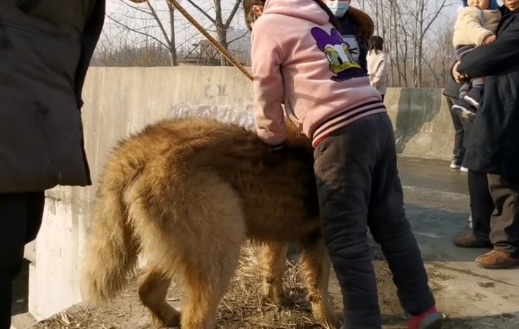 陕西：小伙集市溜猛犬小主人随意折腾也不闹小伙：两万都不卖