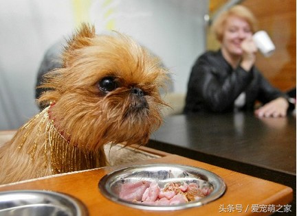 小型犬喂食九大误区你犯了几个