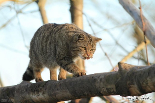 猫的寿命可能没有你想的那么长尤其是人工繁育的猫