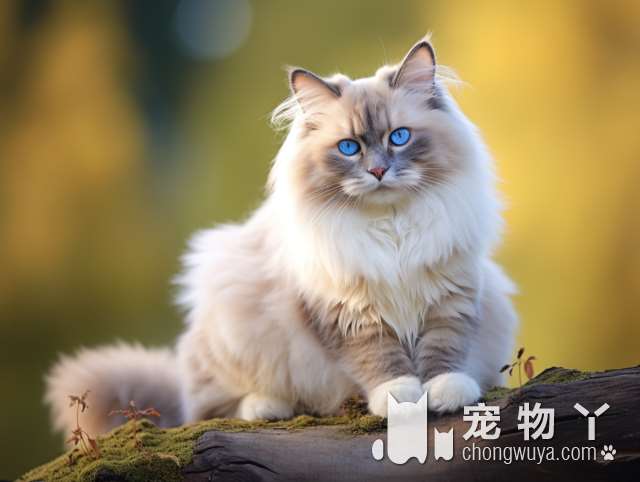 金吉拉猫蓝色要怎么养？